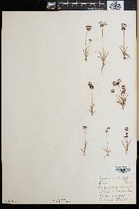 Juncus cephalotes image