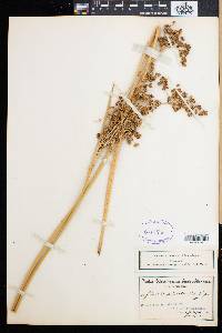 Juncus punctorius image