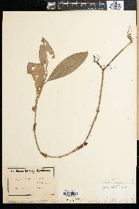 Image of Amischotolype tenuis