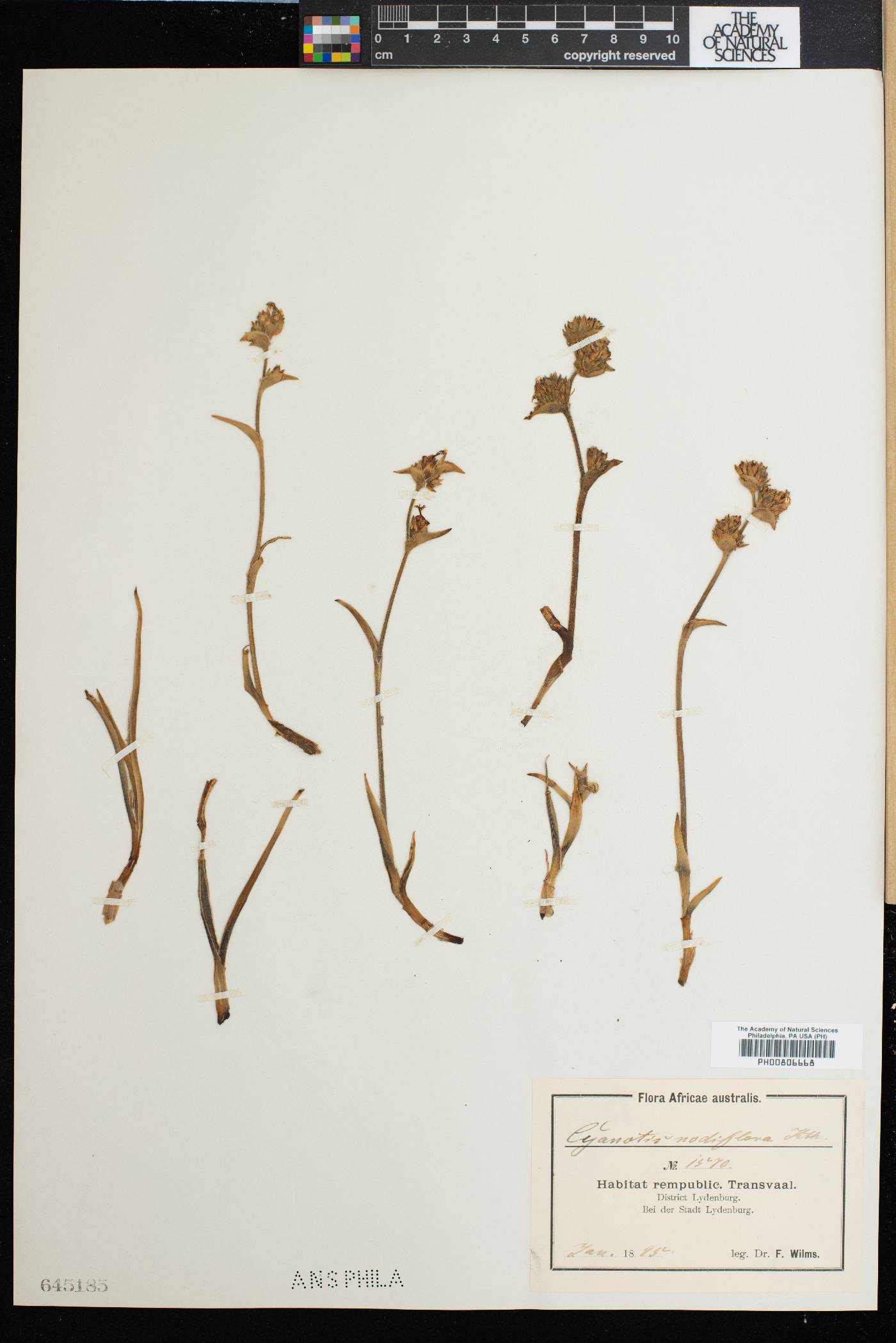 Cyanotis nodiflora image