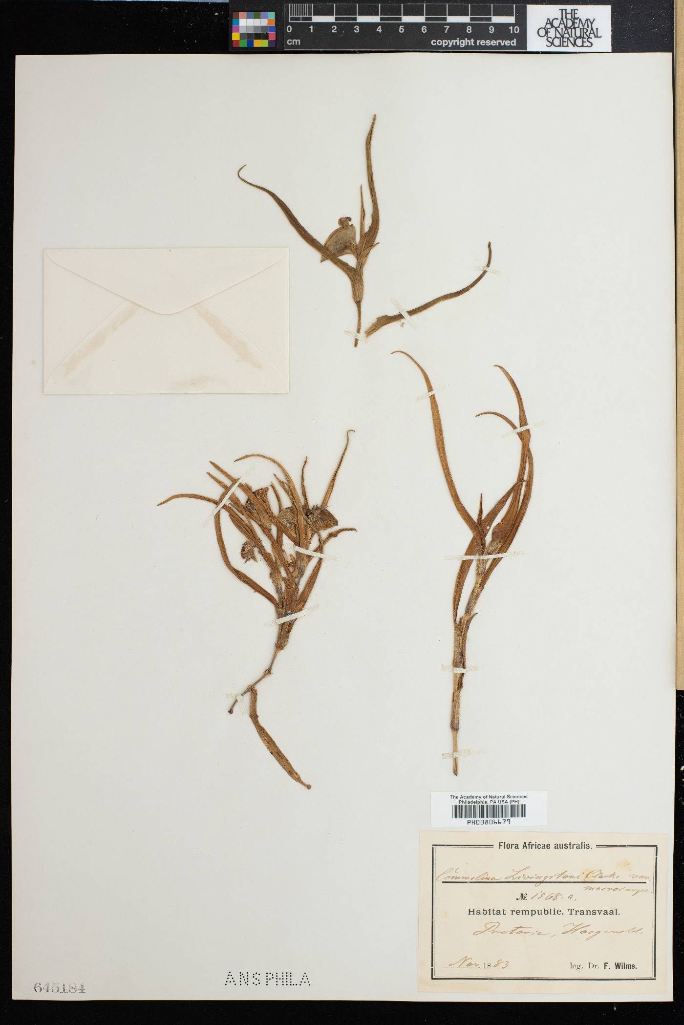 Commelina erecta subsp. livingstonii image