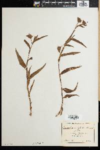Commelina latifolia image
