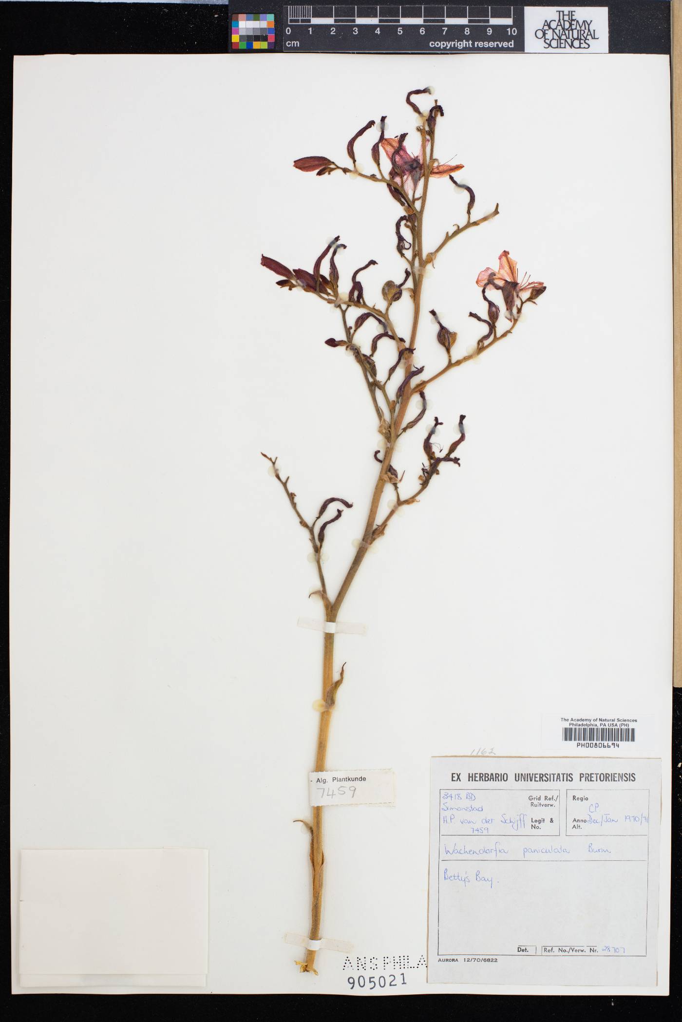 Wachendorfia paniculata image