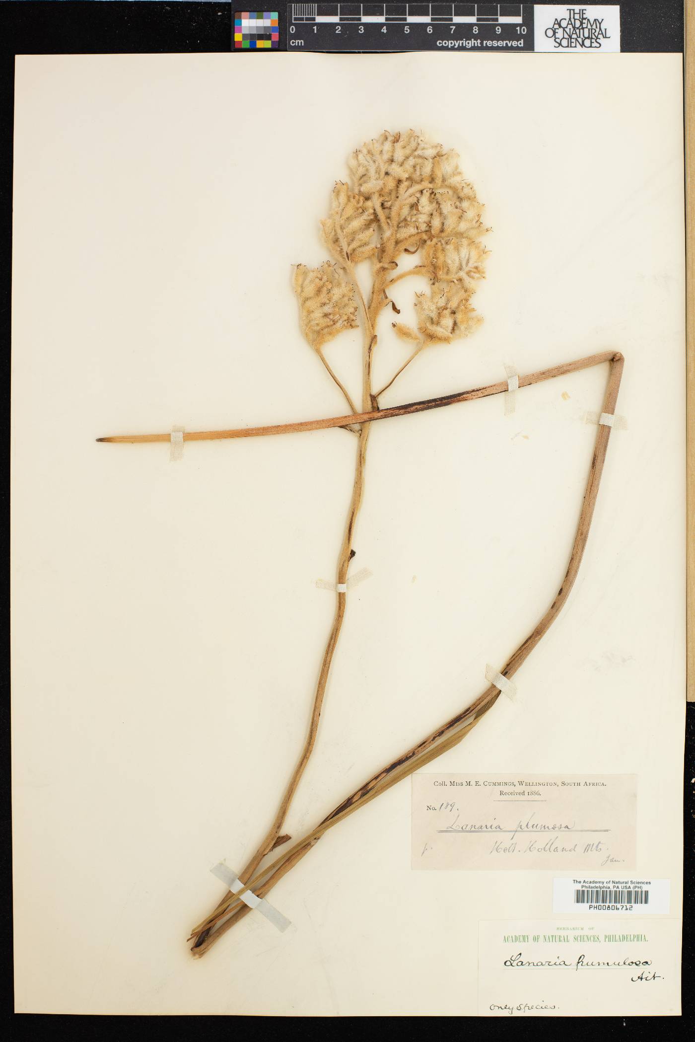 Lanaria lanata image