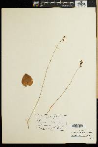 Eriospermum pubescens image