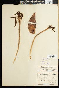 Aloe saponaria image