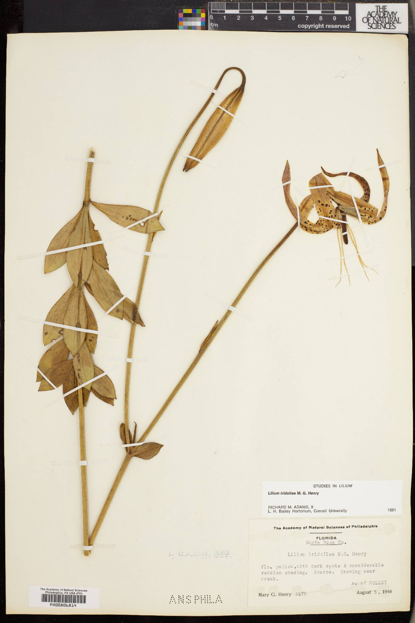 Lilium iridollae image