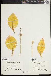 Liparis liliifolia image