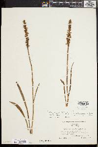 Spiranthes cernua image