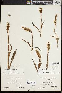 Spiranthes romanzoffiana image