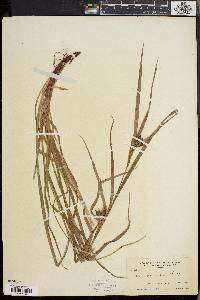 Carex intumescens var. fernaldii image