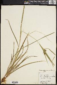 Carex intumescens var. fernaldii image