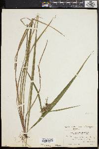 Carex intumescens var. fernaldii image