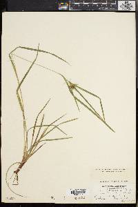 Carex intumescens var. fernaldii image