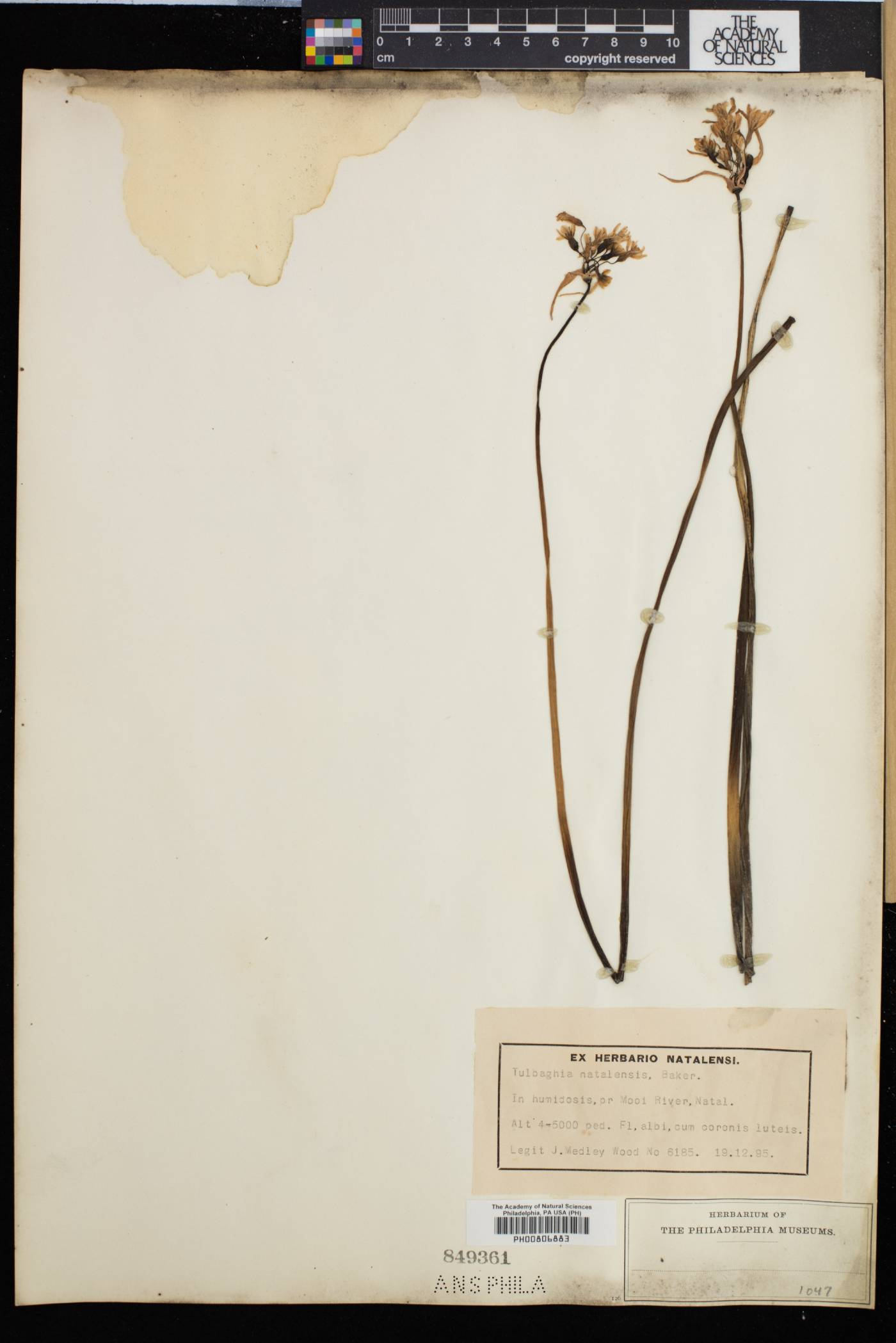 Tulbaghia natalensis image