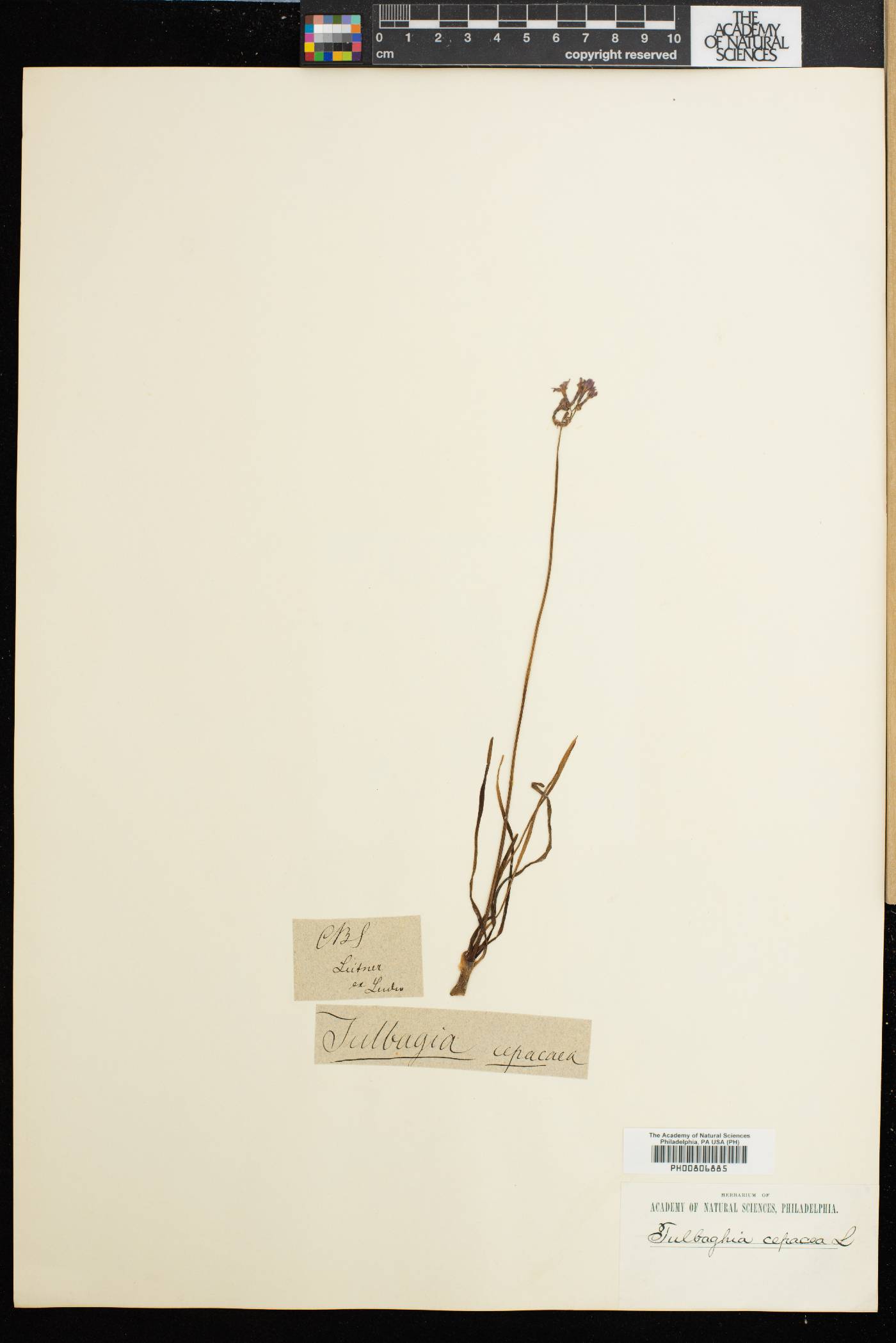 Tulbaghia capensis image