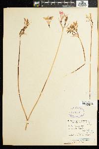 Image of Nerine humilis