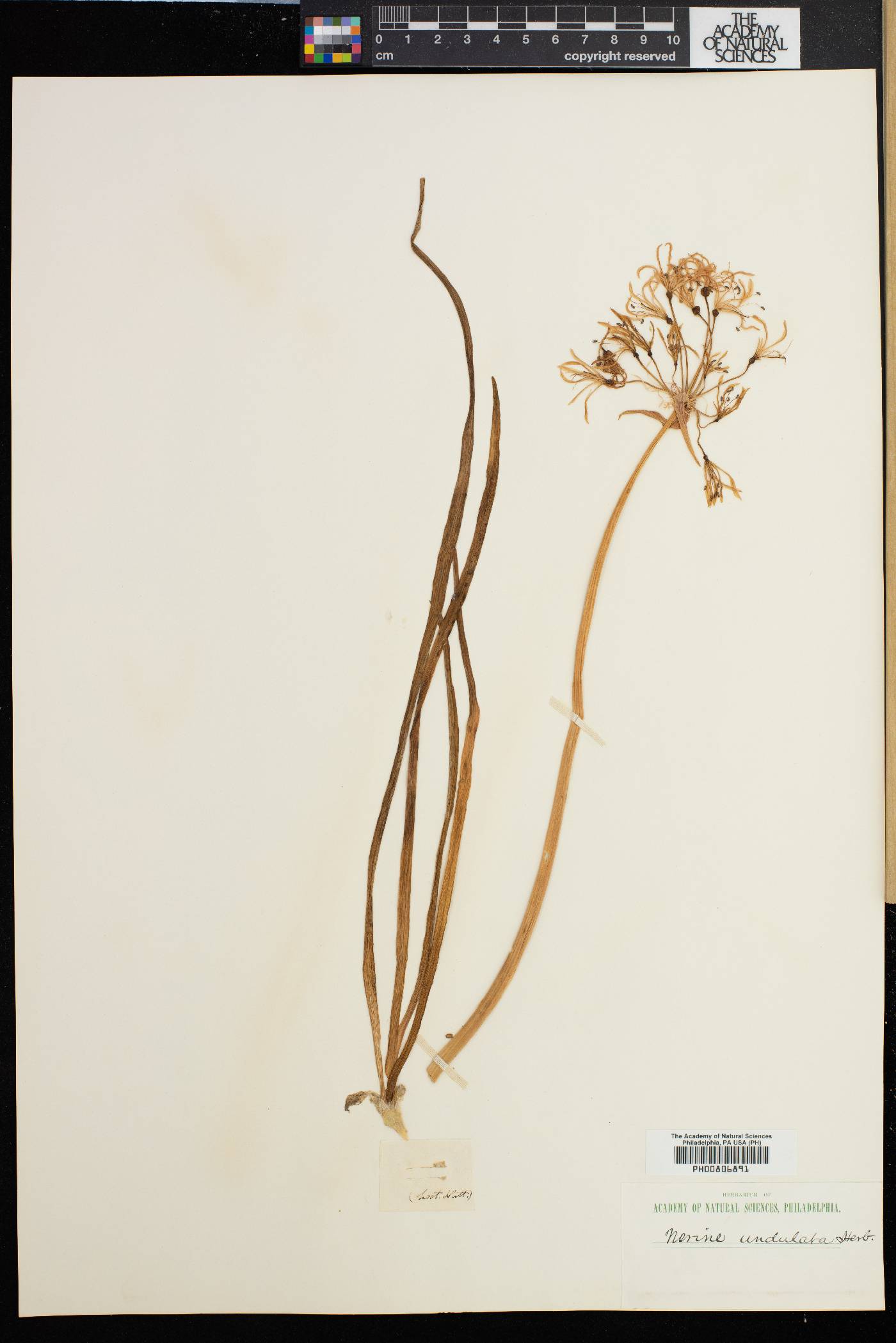 Nerine undulata image