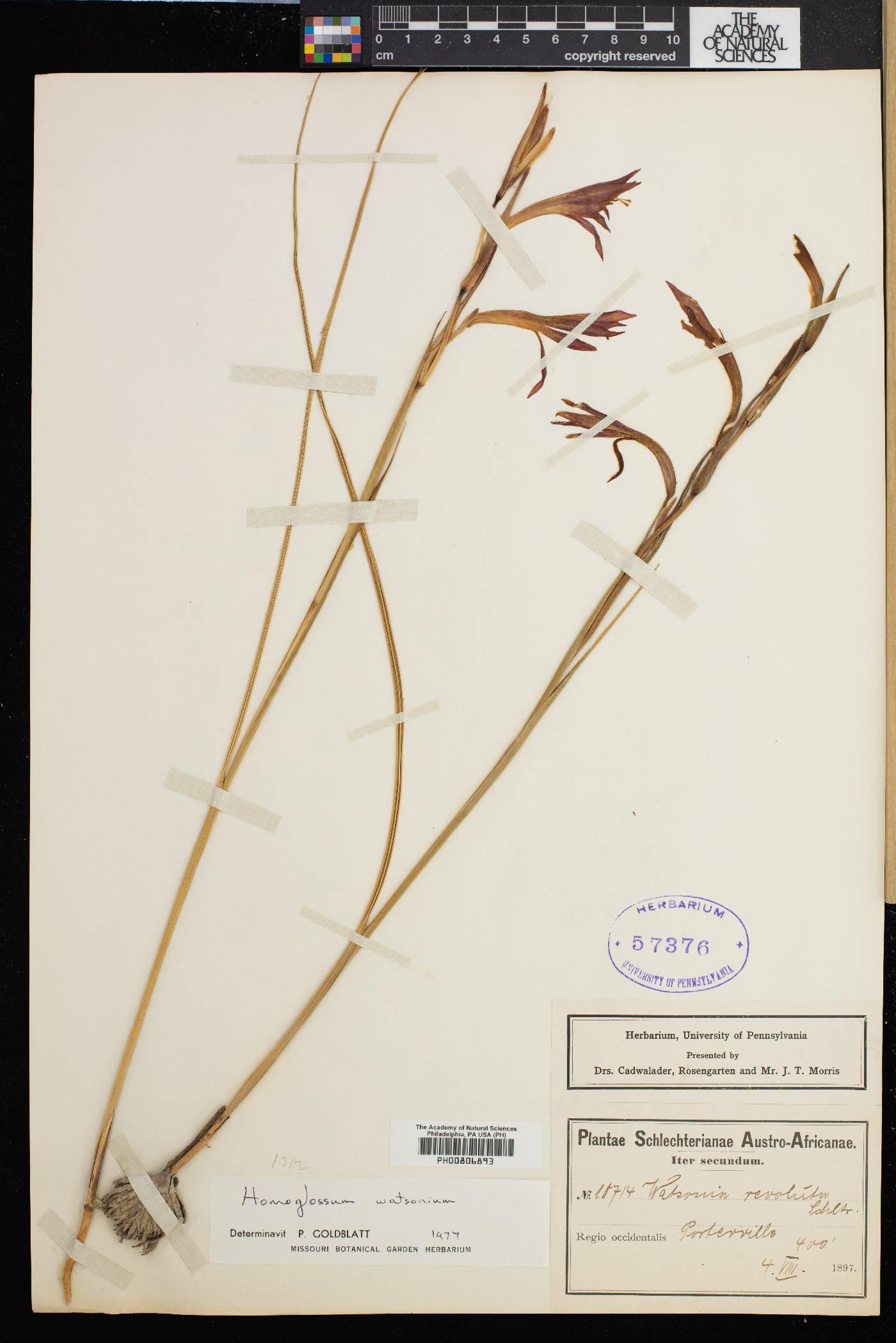 Gladiolus watsonius image