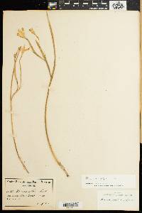 Image of Moraea pyrophila