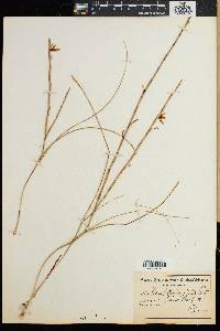 Image of Moraea longifolia