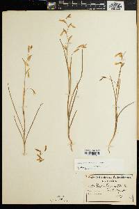 Media resource of Hesperantha bachmannii