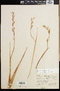 Media resource of Hesperantha baurii