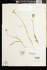 Hesperantha falcata image