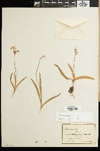 Hesperantha falcata image