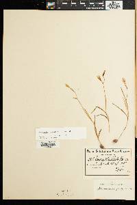 Hesperantha falcata image