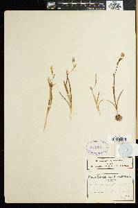 Hesperantha falcata image