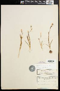 Hesperantha falcata image