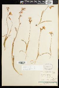 Hesperantha falcata image