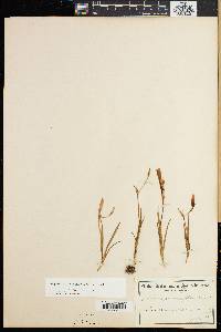 Hesperantha falcata image