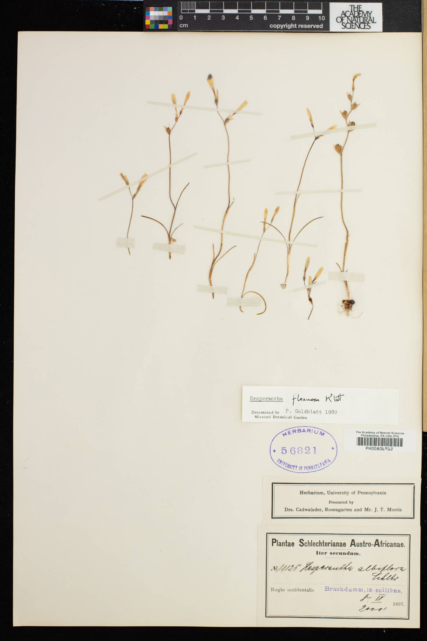 Hesperantha flexuosa image