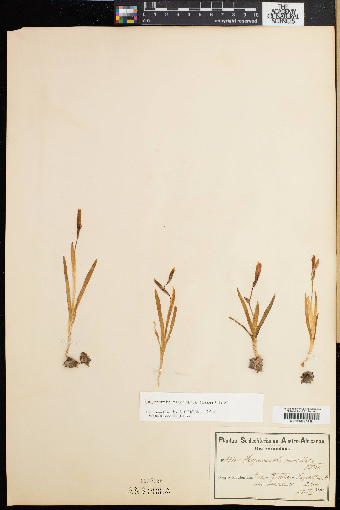 Lachenalia obscura image