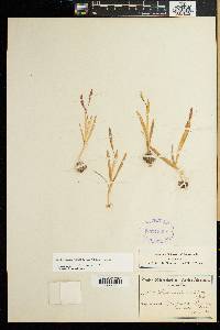 Lachenalia obscura image