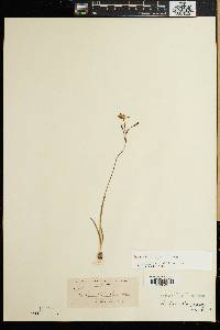 Hesperantha pilosa image