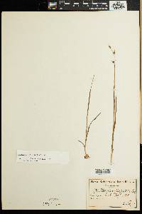 Hesperantha pilosa image