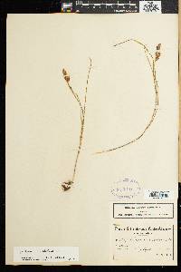 Image of Gladiolus brevitubus