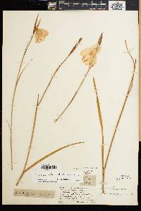 Image of Gladiolus bullatus