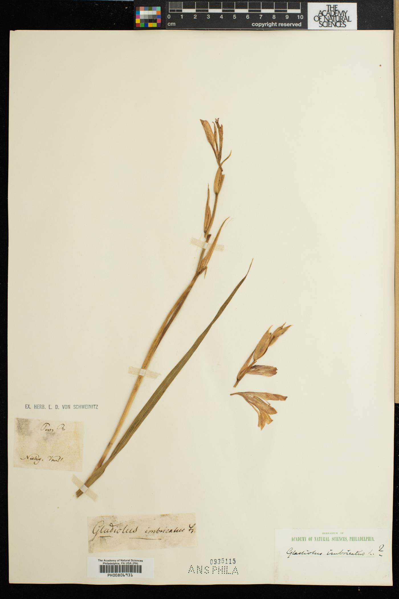 Gladiolus imbricatus image