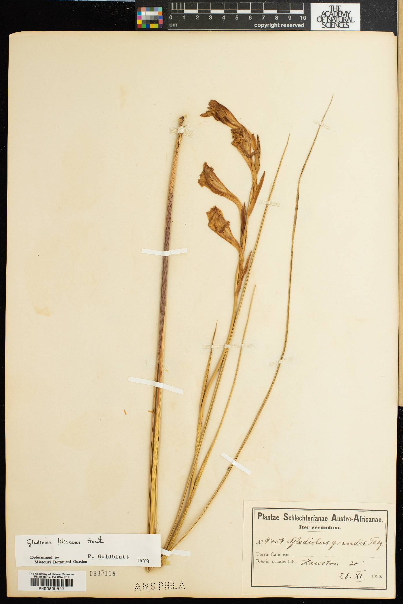 Gladiolus liliaceus image