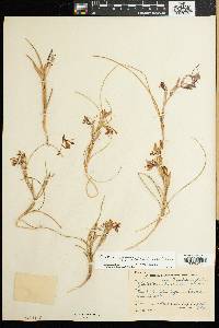 Gladiolus permeabilis image