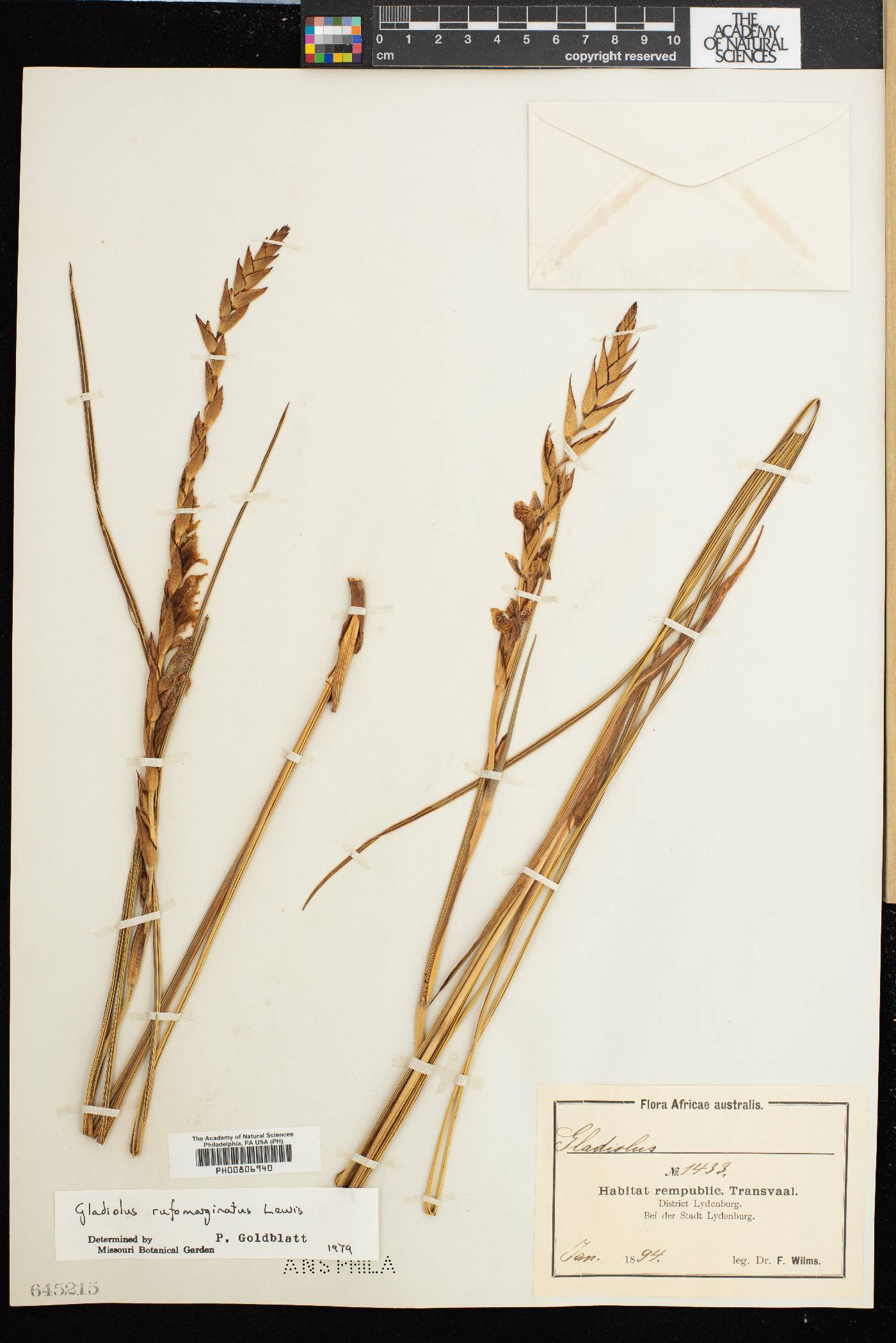 Gladiolus rufomarginatus image