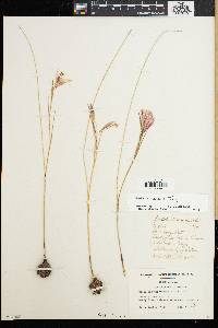 Image of Gladiolus carinatus