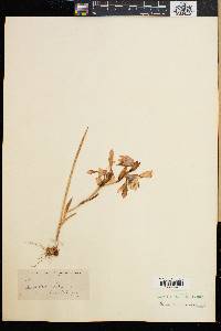 Gladiolus alatus image