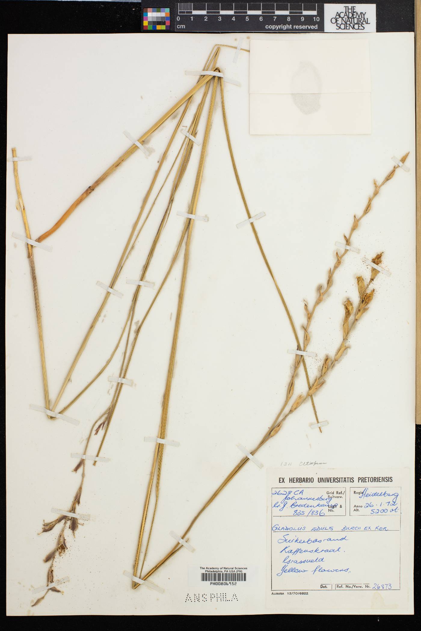 Gladiolus permeabilis subsp. edulis image