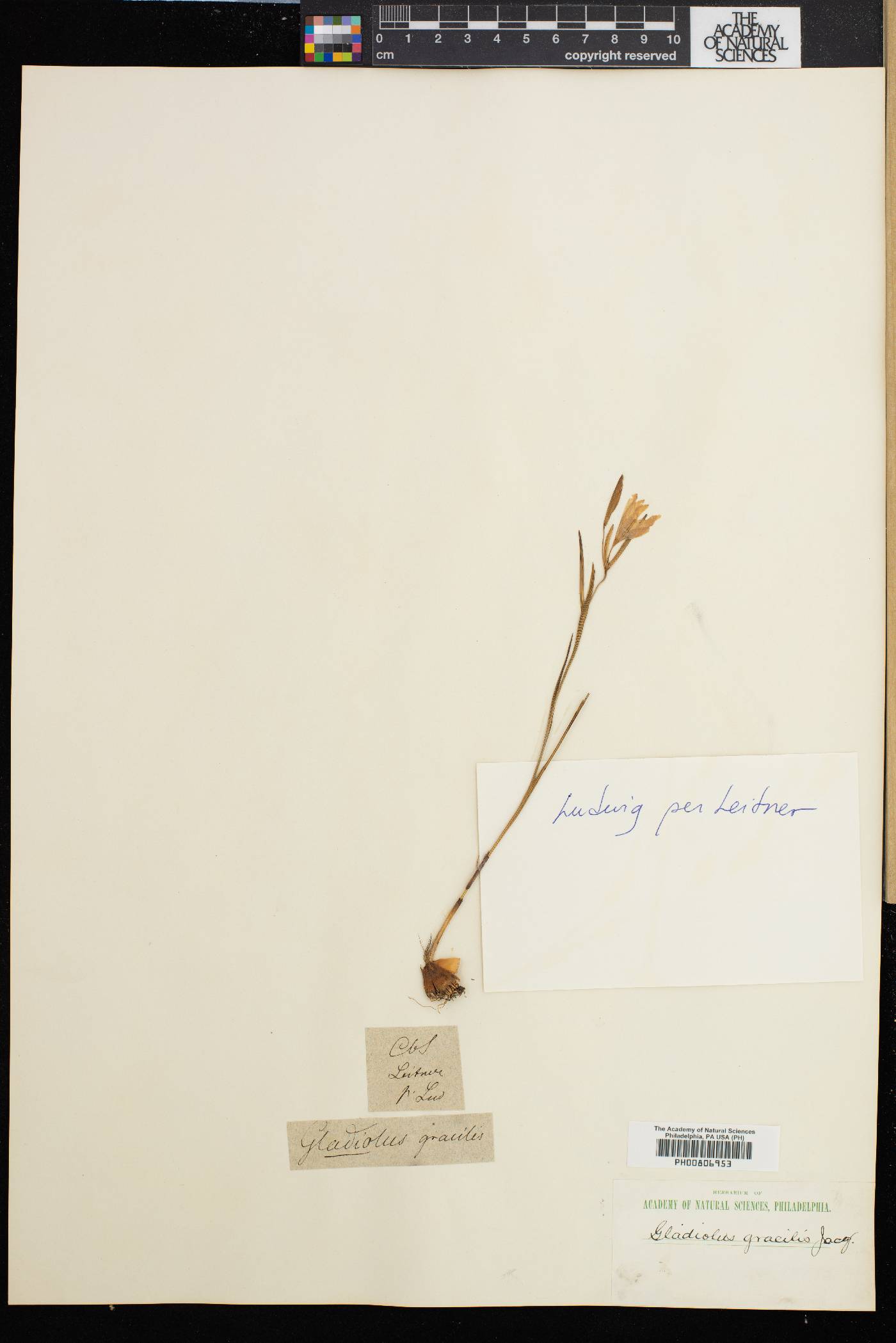 Gladiolus gracilis image