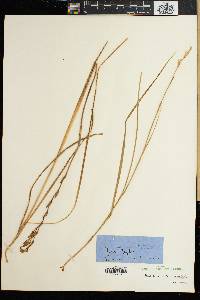 Gladiolus permeabilis image